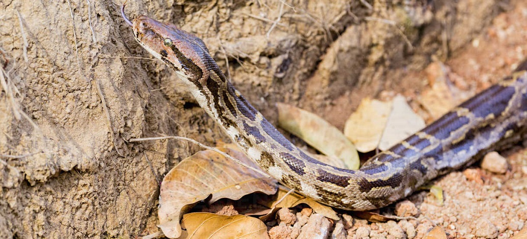 Facts about Indian Pythons in Kanha National Park