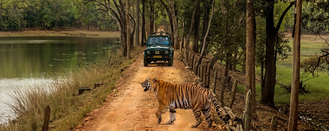 How to Plan a Kanha Safari in the Summer Season