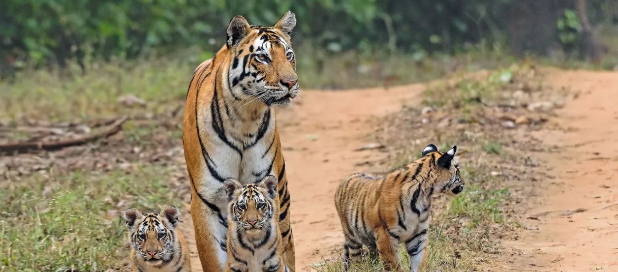 Kanha National Park of Madhya Pradesh is best to visit in summer vacation