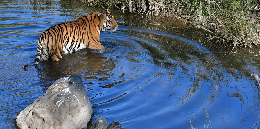 Tiger Census Estimation Methods at Kanha