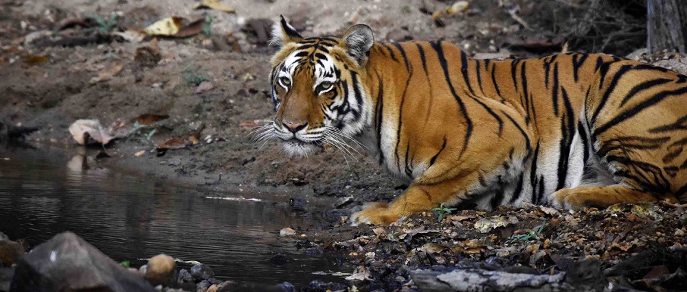 Two Women Maoists Killed in Encounter at Kanha National Park