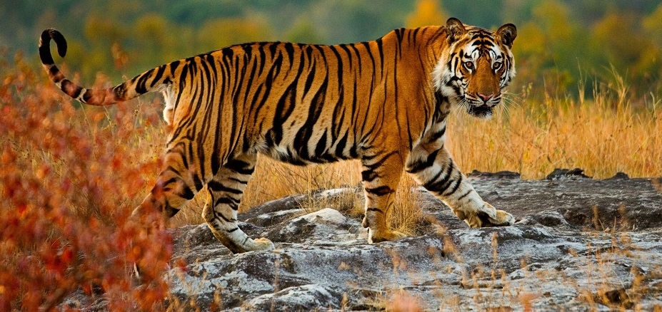 Popular Wildlife Destinations in India